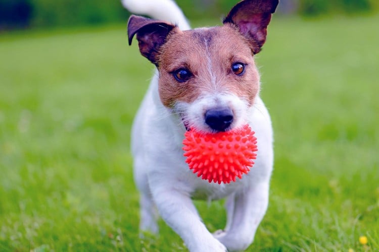 Jack Russell Terrier running with read ball