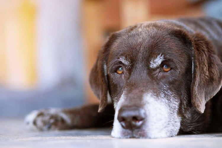 Senior dog with brown and white fur lays on floor