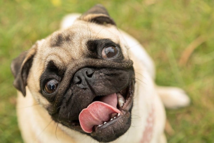 pug dog looking up