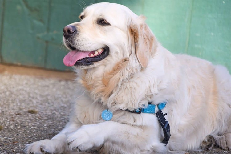 dog wearing tags for dog health app