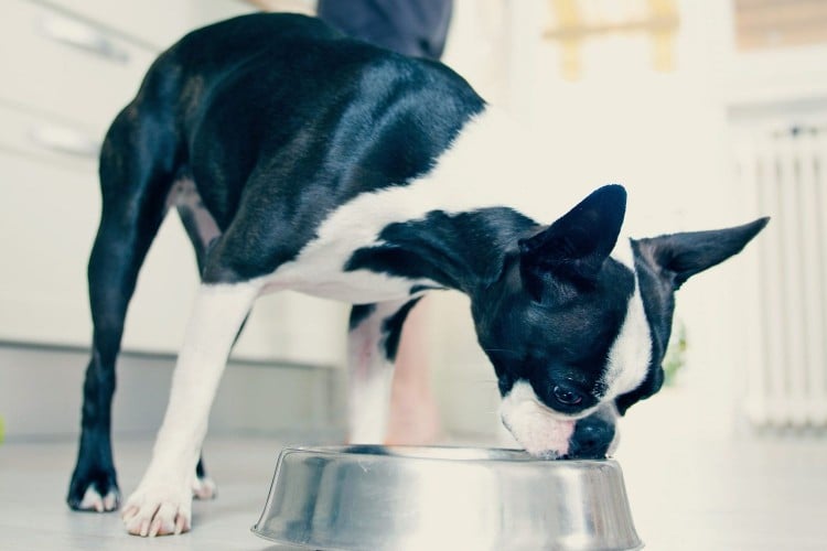 dog eating out of a silver bowl