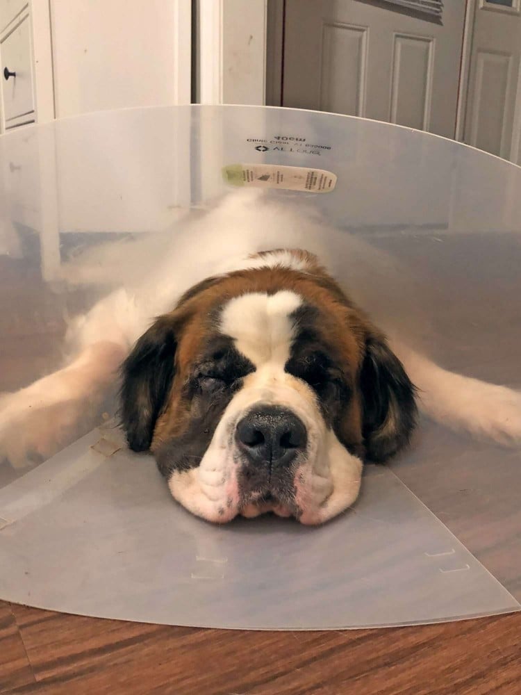 Saint Bernard laying on floor wearing a cone