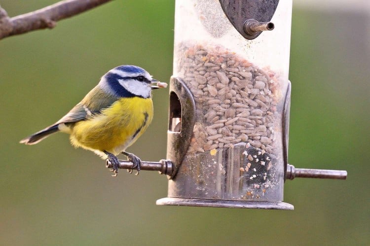 bird at bird feeder