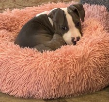 Tofu Foster pink bed crop resize.jpg