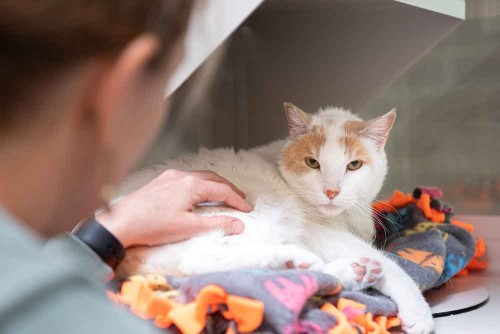 Women-Petting-White-Cat---Cat-Adoption-Blog-Post.jpg