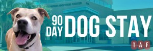 Firu 90 Day Dog Stay Header.png