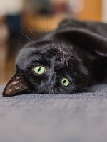 Black-Cat-Myths.jpg