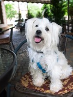 Dog-Friendly-Restaurants-Las-Vegas.jpg