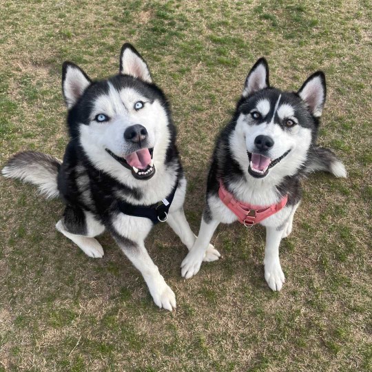 Happy Tails: Cane & Oreo