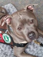 Pit-Bull-Therapy-Dogs-2.jpg