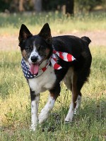 Dog-Safety-4th-July.jpg