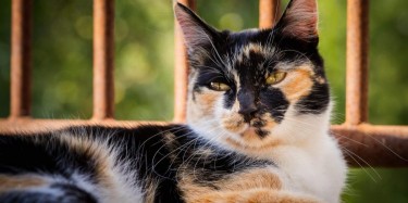 CALICO CATS: HISTORY, CHARACTERISTICS & CARE