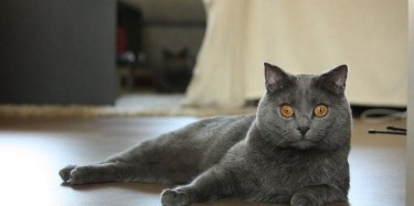 CHARTREUX CAT