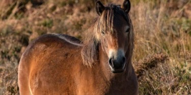 EXMOOR PONY