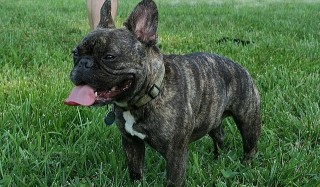 FRENCH BULLDOG