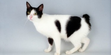 JAPANESE BOBTAIL CAT BREED