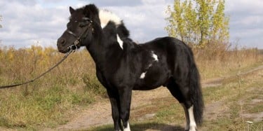 SHETLAND PONY HORESE BREED