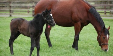 5 OF THE WORLD’S BEST HORSE BREEDS