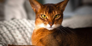 ABYSSINIAN CAT BREED