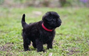 AFFENPINSCHER: (THINGS YOU NEED TO KNOW)