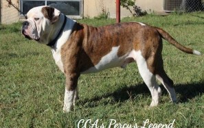 ALAPAHA BLUE BLOOD BULLDOG