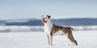 AMERICAN BULLDOG