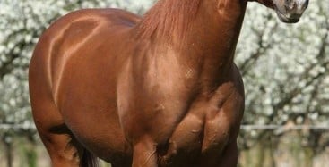 AMERICAN QUARTER HORSE