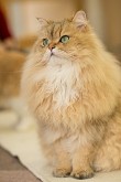 Asia cat breeds