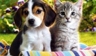 CATS AND DOGS AS EMOTIONAL SUPPORT ANIMALS