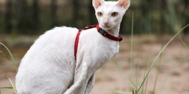 CORNISH REX CAT BREED