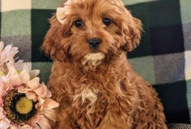 Discovering Furry Friends: The World of Lancaster Puppies