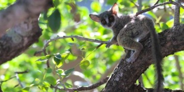 Exploring the Enchanting World of Galago Pets: Your Guide to Bush Babies