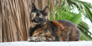 FASCINATING FACTS ABOUT TORTOISESHELL CAT BREED