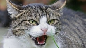 Fear Aggression in Cats