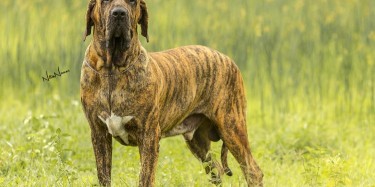 FILA BRASILEIRO