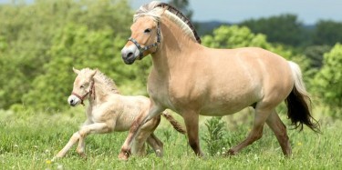 FJORD HORSE