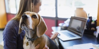 Furry Co-Workers: The Joy of Pet-Friendly Workplaces