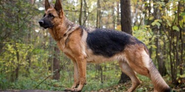 GERMAN SHEPHERD DOG