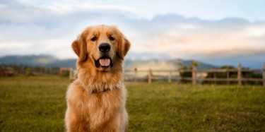 How To Train a Dog With Positive Reinforcement