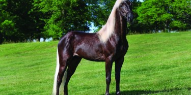 KENTUCKEY MOUNTAIN HORSE BREED