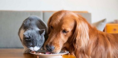 Nourishing Your Furry Friend: A Guide to Pet Nutrition