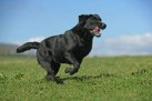 Obedience Training for Dogs: 4 Easy Cues to Master