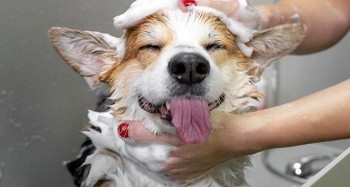 Pampering Your Pawsome Pals: A Guide to Pet Grooming and Spa Services