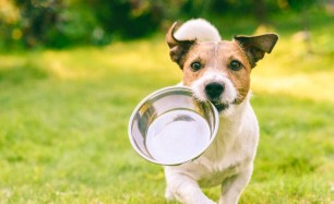 Pet-Friendly Plate: Nourishing Both You and Your Furry Friend