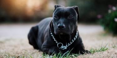 PIT BULL DOG BREED