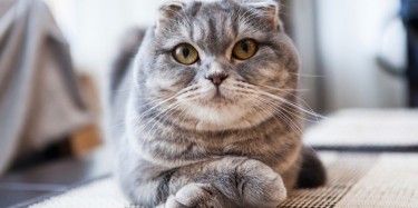 SCOTTISH FOLD CAT BREED