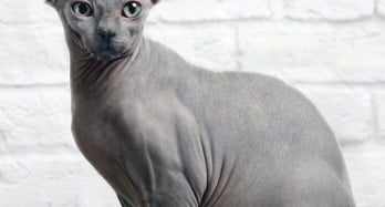 SPHINX/HAIRLESS CAT BREED