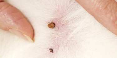 TICKS ON DOGS