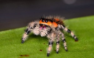 Jumping Spider Pets: Your Adorable Eight-Legged Companion