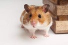 What Can Hamsters Eat?